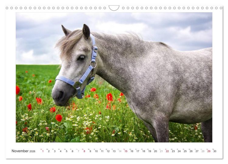 Produktbild: Der Pferdekalender (Wandkalender 2026 DIN A3 quer), CALVENDO Monatskalender