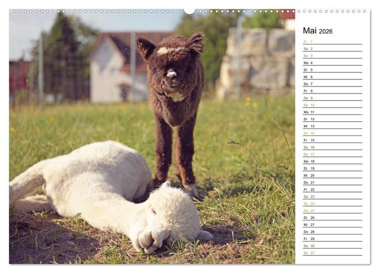 Produktbild: Alpakas im Paradies (Wandkalender 2026 DIN A2 quer), CALVENDO Monatskalender