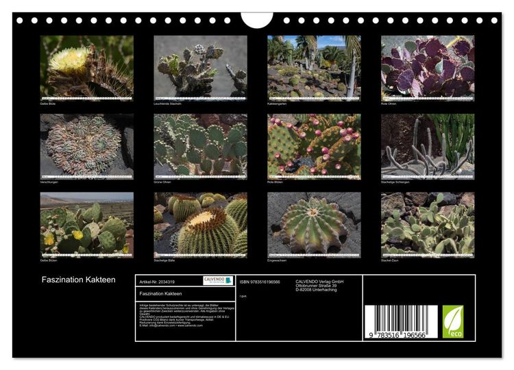 Produktbild: Faszination Kakteen (Wandkalender 2026 DIN A4 quer), CALVENDO Monatskalender