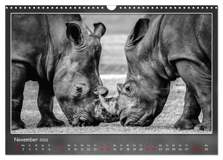 Produktbild: Tieren ins Gesicht geschaut (Wandkalender 2026 DIN A3 quer), CALVENDO Monatskalender