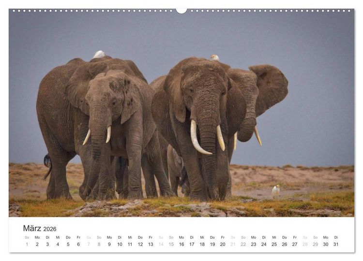 Produktbild: Elefanten - Sanfte Riesen in Afrika (hochwertiger Premium Wandkalender 2026 DIN A2 quer), Kunstdruck in Hochglanz
