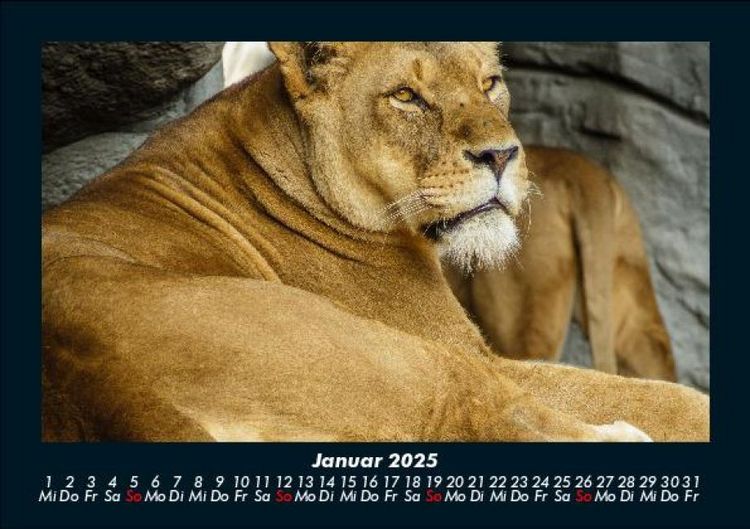 Produktbild: L&ouml;wen in der Wildnis 2025 Fotokalender DIN A5
