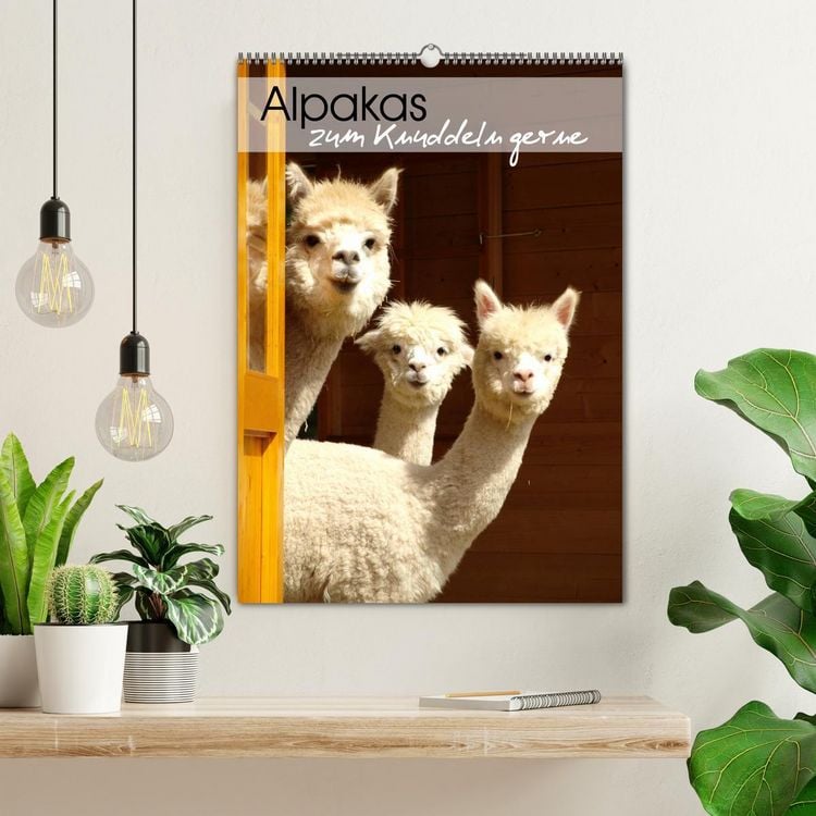 Produktbild: Alpakas zum Knuddeln gerne (Wandkalender 2026 DIN A2 hoch), CALVENDO Monatskalender