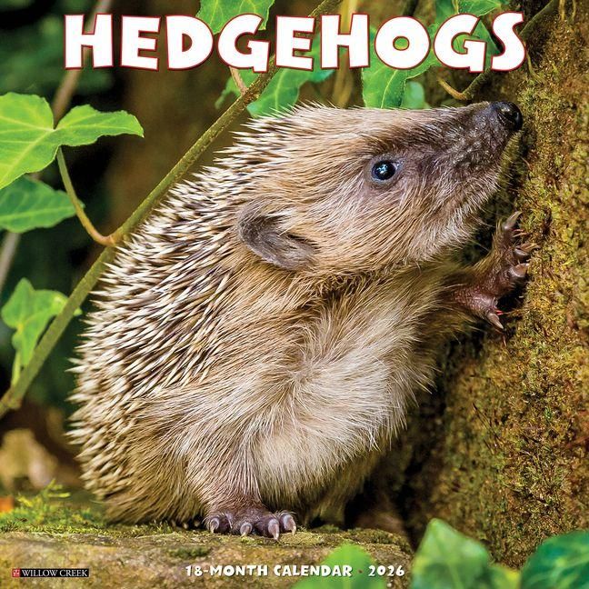 Produktbild: Hedgehogs 2026 Wall Calendar