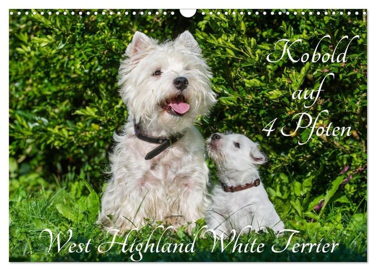 Produktbild: Kobold auf 4 Pfoten - West Highland White Terrier (Wandkalender 2026 DIN A3 quer), CALVENDO Monatskalender