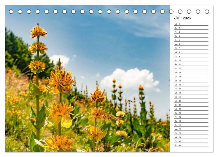 Produktbild: Wilde Pyren&auml;en (Tischkalender 2026 DIN A5 quer), CALVENDO Monatskalender