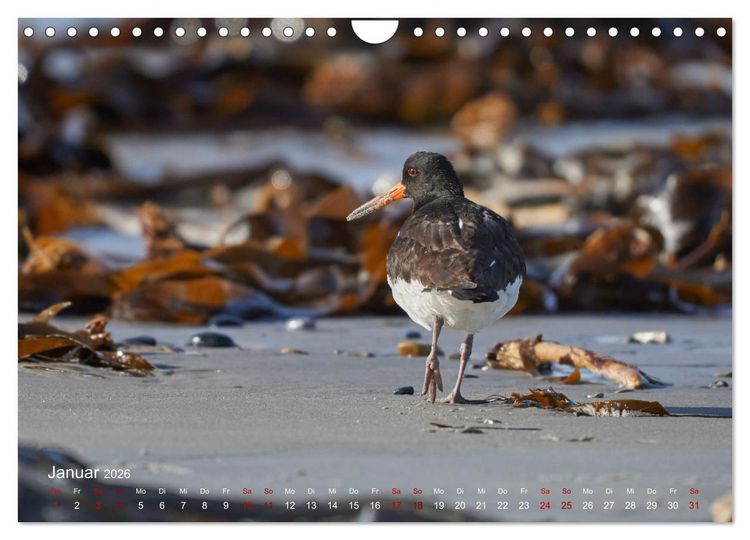 Produktbild: V&ouml;gel an Deutschlands K&uuml;sten (Wandkalender 2026 DIN A4 quer), CALVENDO Monatskalender