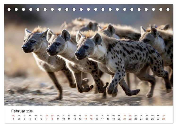 Produktbild: Hy&auml;nen - Afrikas geheimnisvolle J&auml;ger (Tischkalender 2026 DIN A5 quer), CALVENDO Monatskalender
