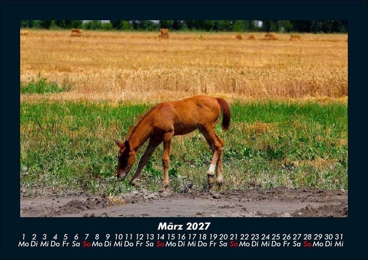 Produktbild: Die Welt der Pferde 2027 Fotokalender DIN A5
