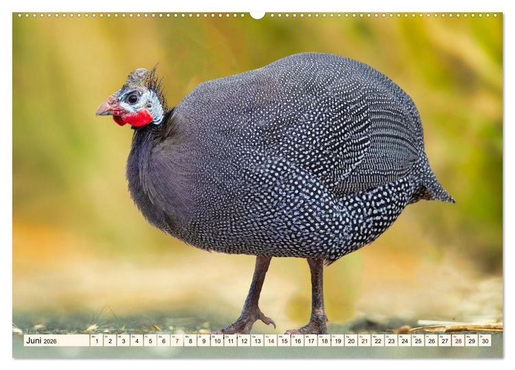 Produktbild: Faszinierende H&uuml;hnerv&ouml;gel (hochwertiger Premium Wandkalender 2026 DIN A2 quer), Kunstdruck in Hochglanz