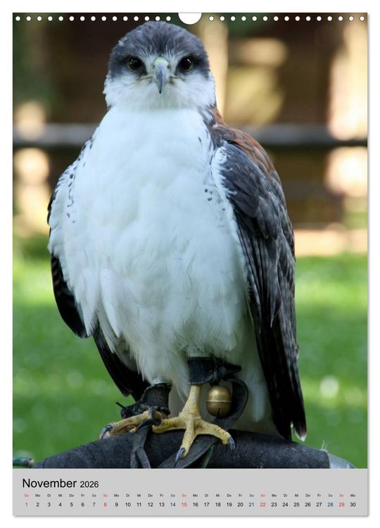 Produktbild: Raubv&ouml;gel - Die J&auml;ger der L&uuml;fte (Wandkalender 2026 DIN A3 hoch), CALVENDO Monatskalender