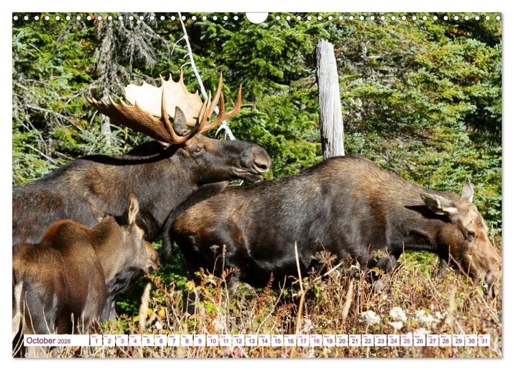 Produktbild: THE NORTHERN WOODLANDS MOOSE (Wall Calendar 2026 DIN A3 landscape), CALVENDO 12 Month Wall Calendar