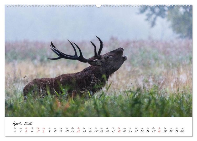 Produktbild: Rotwild - im Naturparadies der Mecklenburgischen Seenplatte (Wandkalender 2026 DIN A2 quer), CALVENDO Monatskalender