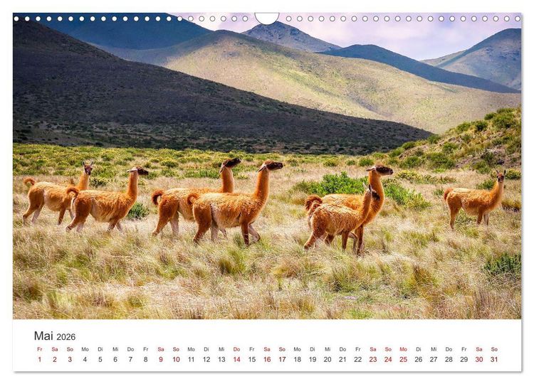 Produktbild: Lamas und Alpakas - Die weichen Neuweltkamele. (Wandkalender 2026 DIN A3 quer), CALVENDO Monatskalender