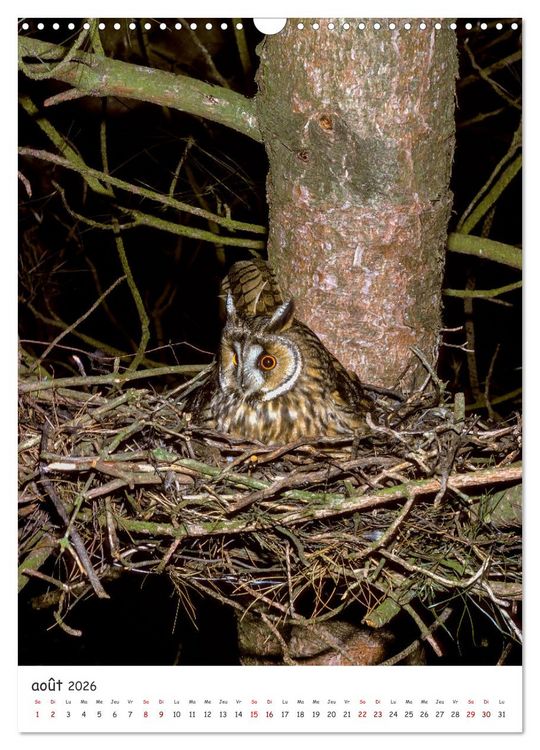 Produktbild: Une vie de hibou les oiseaux (Calendrier mural 2026 DIN A3 horizontal), CALVENDO calendrier mensuel