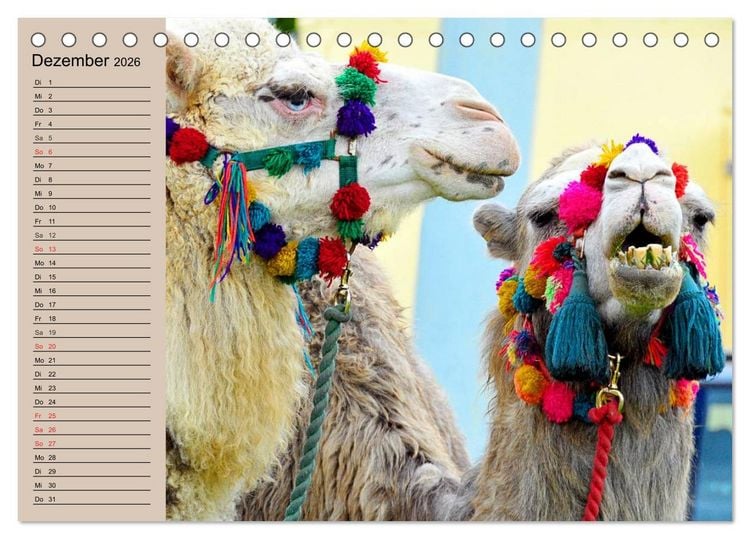 Produktbild: Kamele. Dromedar und Trampeltier (Tischkalender 2026 DIN A5 quer), CALVENDO Monatskalender