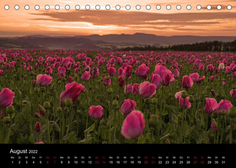 Produktbild: Mohnbl&uuml;te in Germerode (Tischkalender 2022 DIN A5 quer)