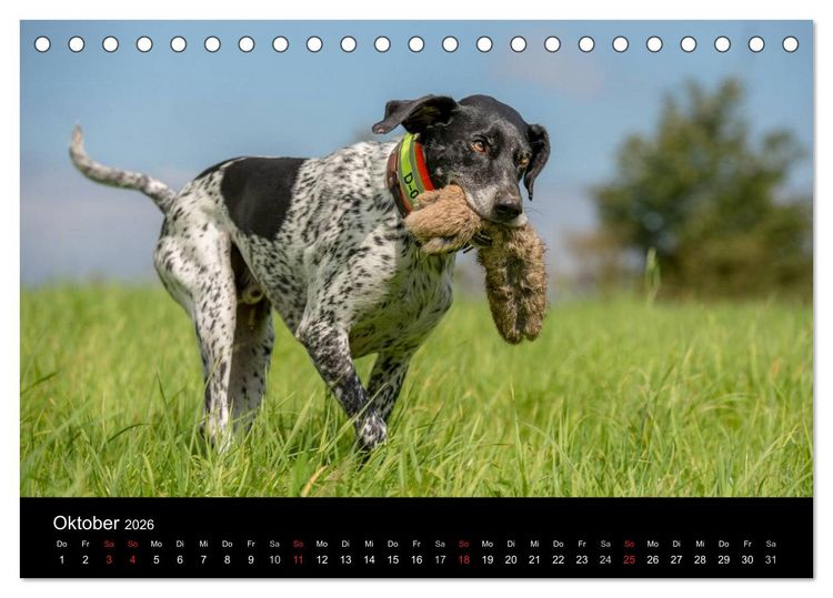 Produktbild: Jagdhunde bei der Arbeit (Tischkalender 2026 DIN A5 quer), CALVENDO Monatskalender