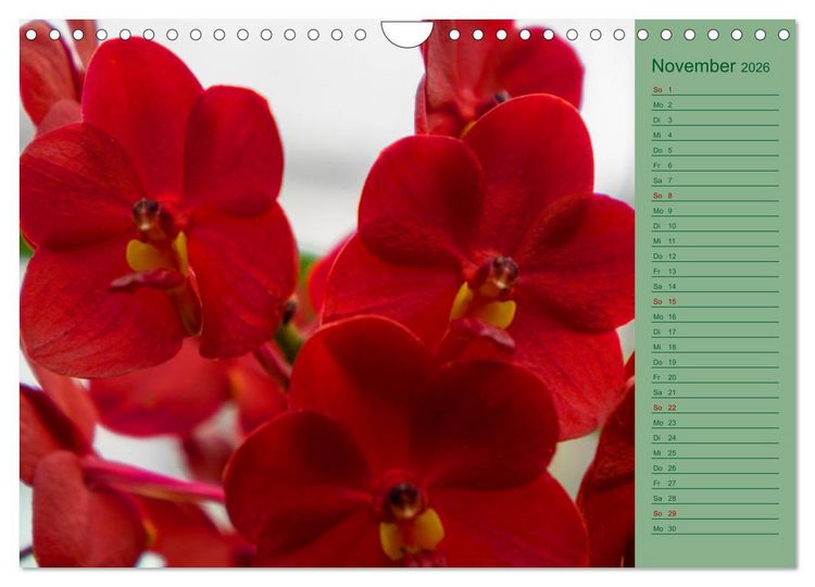 Produktbild: Farbzauber Natur Orchideen - CH Version (Wandkalender 2026 DIN A4 quer), CALVENDO Monatskalender