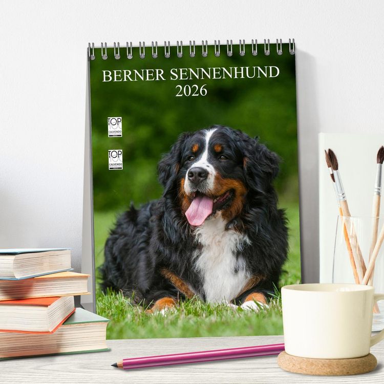 Produktbild: Berner Sennenhund 2026 (Tischkalender 2026 DIN A5 hoch), CALVENDO Monatskalender