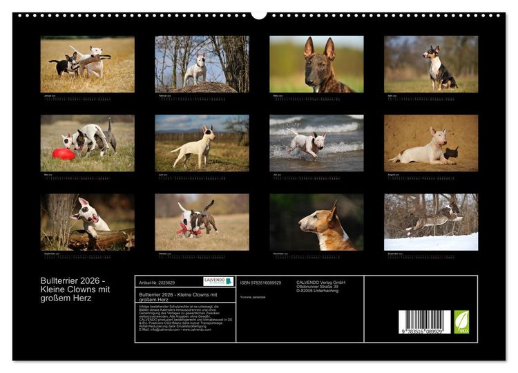 Produktbild: Bullterrier 2026 - Kleine Clowns mit gro&szlig;em Herz (hochwertiger Premium Wandkalender 2026 DIN A2 quer), Kunstdruck in Hochglanz