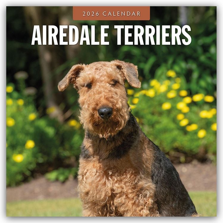 Produktbild: Airdale Terriers – Airdale Terrier 2026 – 16-Monatskalender