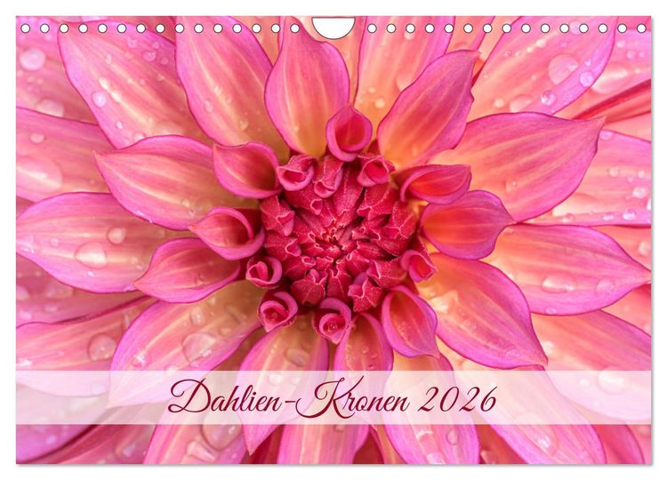 Produktbild: Dahlien-Kronen (Wandkalender 2026 DIN A4 quer), CALVENDO Monatskalender