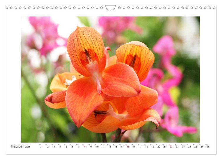 Produktbild: Orchideen Feuerwerk der Farben (Wandkalender 2026 DIN A3 quer), CALVENDO Monatskalender