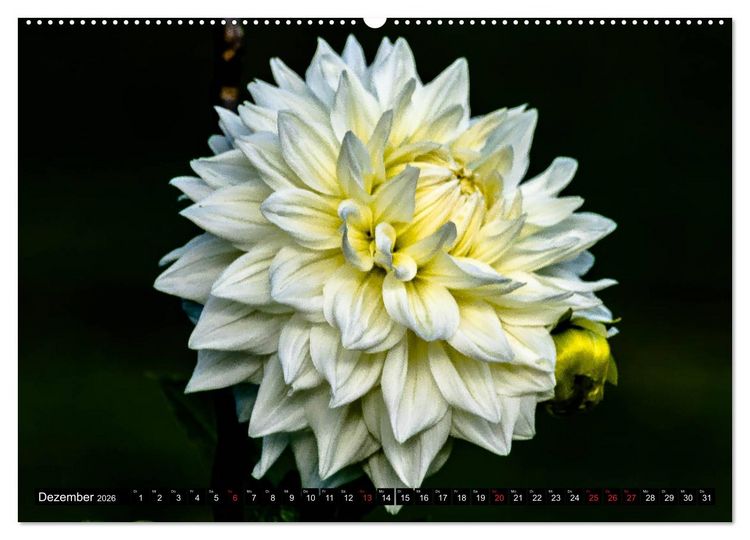 Produktbild: Dahlien - Blumenwunder der Natur (Wandkalender 2026 DIN A2 quer), CALVENDO Monatskalender