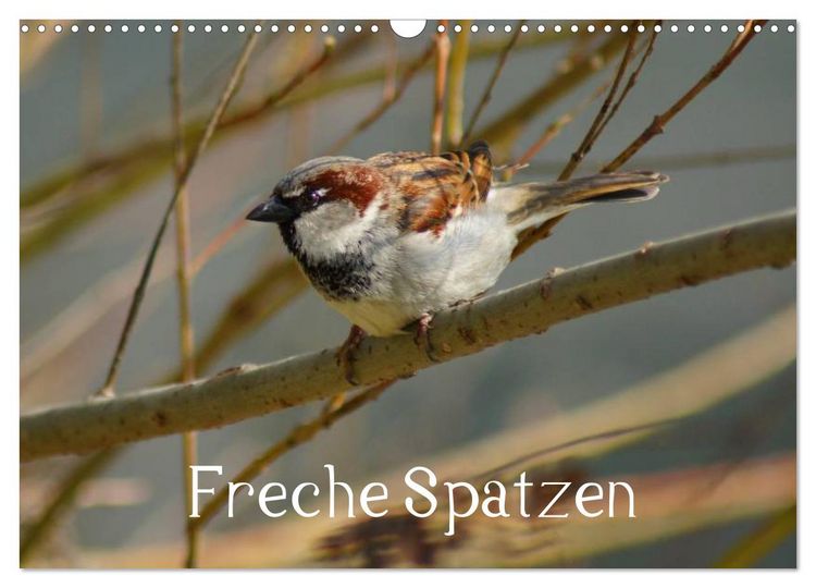 Produktbild: Freche Spatzen (Wandkalender 2026 DIN A3 quer), CALVENDO Monatskalender