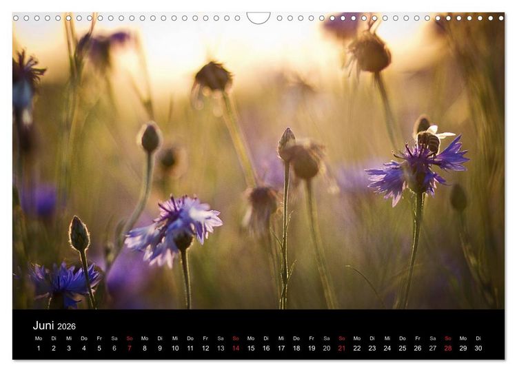 Produktbild: Bl&uuml;tenzauber 2026 (Wandkalender 2026 DIN A3 quer), CALVENDO Monatskalender