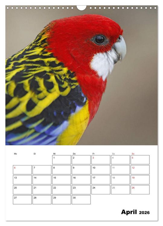 Produktbild: Papageien - Graupapagei, Rosella und Co. (Wandkalender 2026 DIN A3 hoch), CALVENDO Monatskalender
