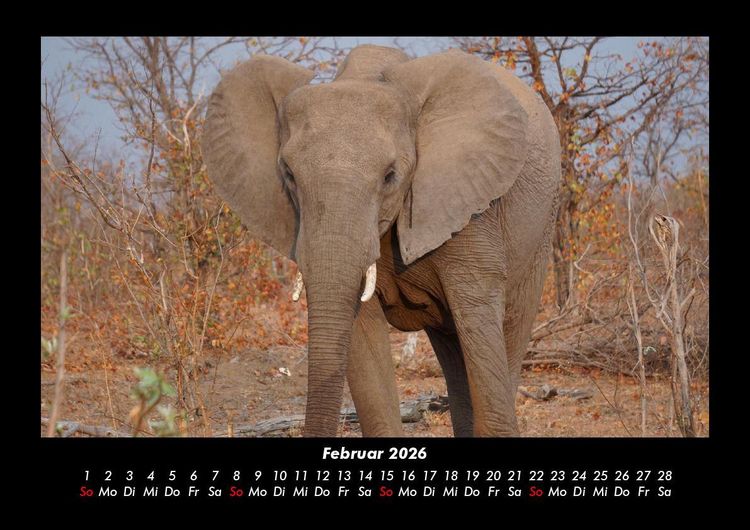 Produktbild: Der Elefantenkalender 2026 Fotokalender DIN A3
