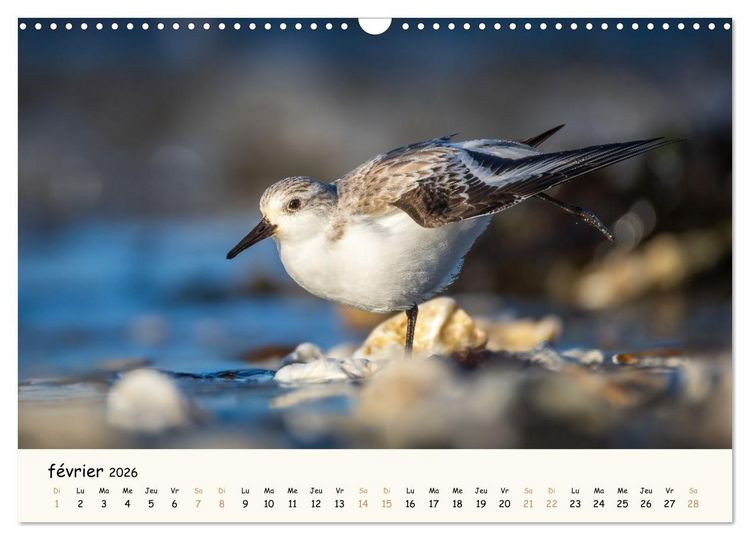 Produktbild: Chuchotements d'ailes - Une ann&eacute;e dans l'intimit&eacute; des oiseaux (Calendrier mural 2026 DIN A3 vertical), CALVENDO calendrier mensuel