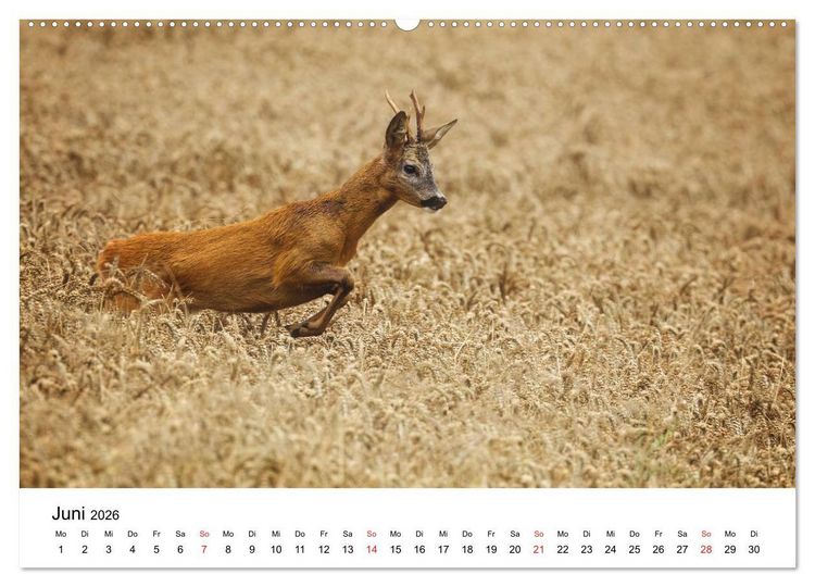 Produktbild: Unsere heimische Tierwelt (Wandkalender 2026 DIN A2 quer), CALVENDO Monatskalender
