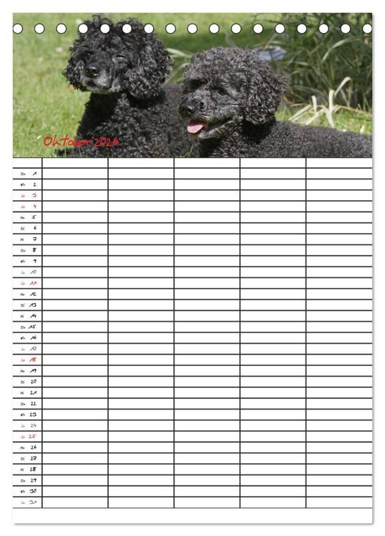 Produktbild: Der Pudel-Familienplaner (Tischkalender 2026 DIN A5 hoch), CALVENDO Monatskalender