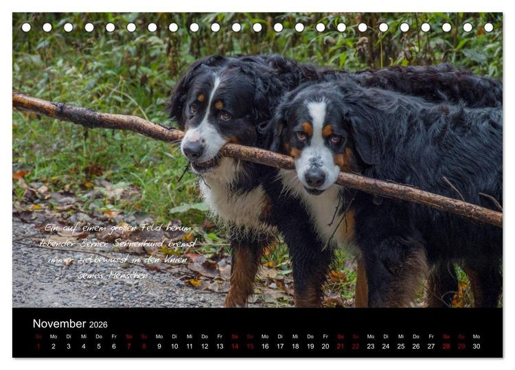 Produktbild: So ist er. Der Berner Sennenhund (Tischkalender 2026 DIN A5 quer), CALVENDO Monatskalender