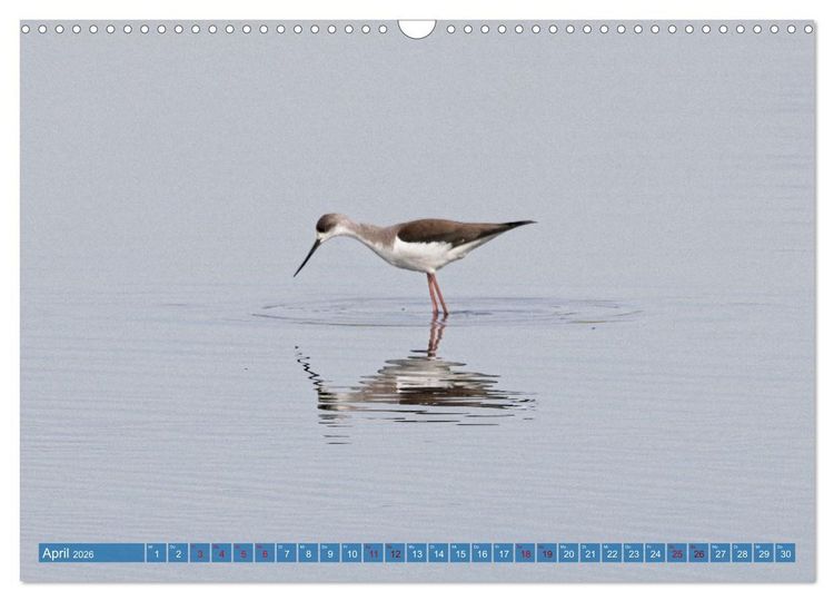Produktbild: V&ouml;gel der Algarve (Wandkalender 2026 DIN A3 quer), CALVENDO Monatskalender