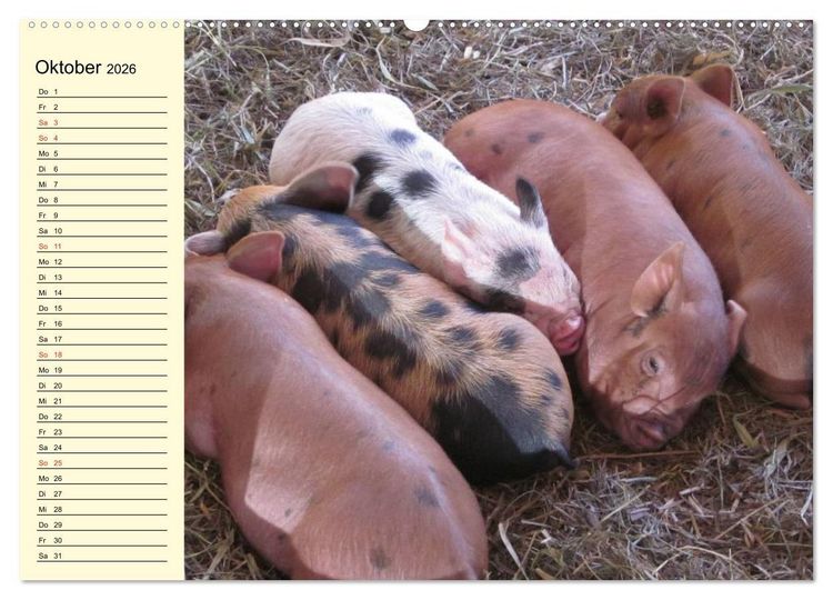Produktbild: Von S&auml;uen die Schwein haben! (hochwertiger Premium Wandkalender 2026 DIN A2 quer), Kunstdruck in Hochglanz