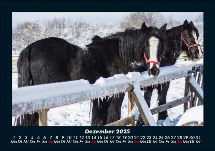Produktbild: Pferdegefl&uuml;ster 2025 Fotokalender DIN A5