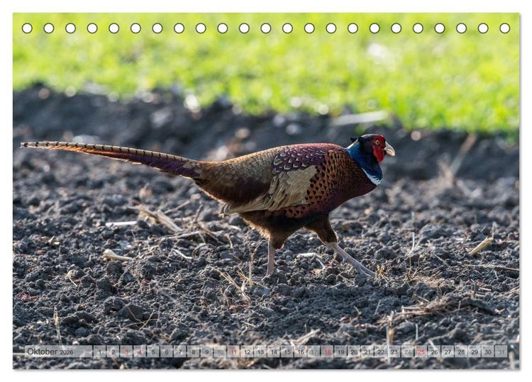 Produktbild: Emotionale Momente: Der Jagdfasan. (Tischkalender 2026 DIN A5 quer), CALVENDO Monatskalender