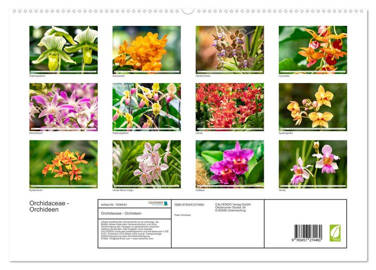 Produktbild: Orchidaceae - Orchideen (hochwertiger Premium Wandkalender 2026 DIN A2 quer), Kunstdruck in Hochglanz
