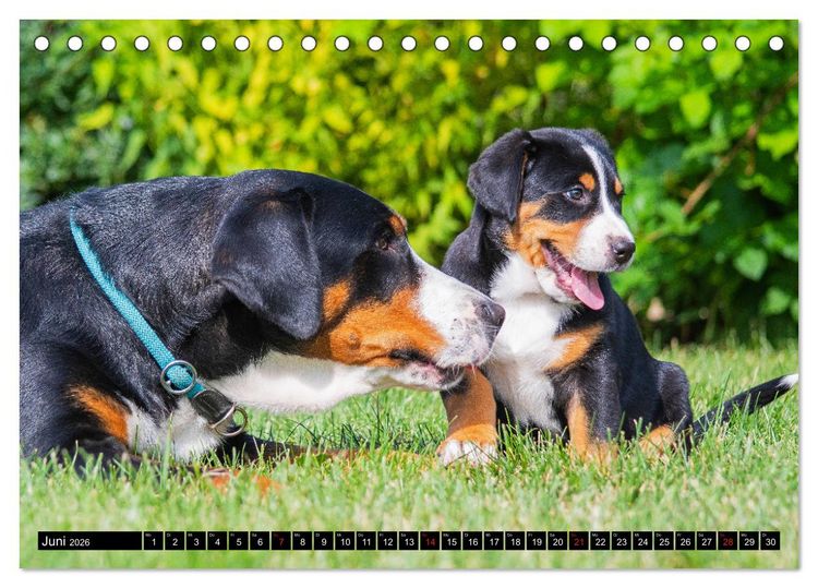 Produktbild: Ein Hund zum Verlieben - Gro&szlig;er Schweizer Sennenhund (Tischkalender 2026 DIN A5 quer), CALVENDO Monatskalender