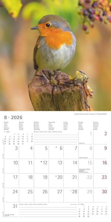 Produktbild: Einheimische Vögel 2026 - Broschürenkalender 30x30 cm (30x60 geöffnet) - Kalender mit Platz für Notizen - Birds - Bildkalender - Wandkalender - Vogelk