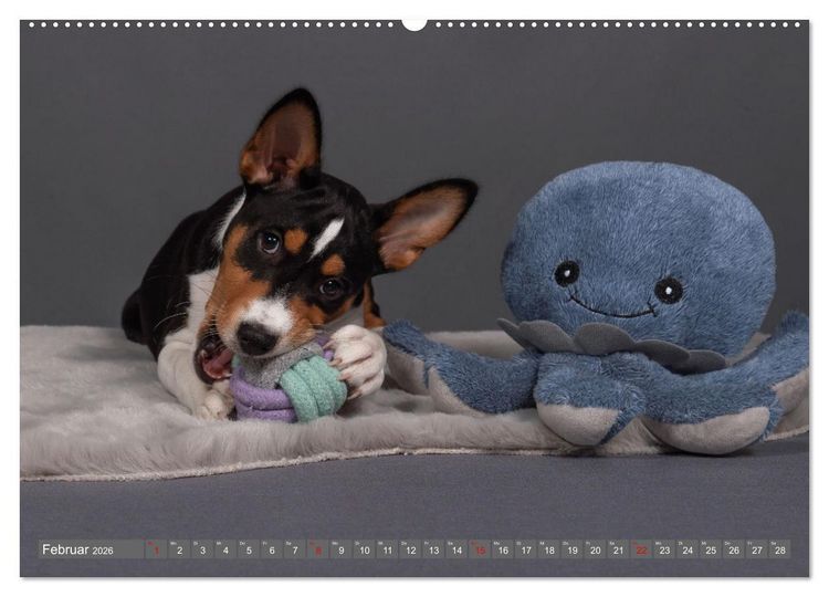 Produktbild: Der Basenji (Wandkalender 2026 DIN A2 quer), CALVENDO Monatskalender