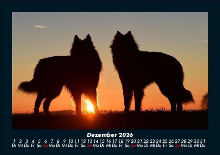 Produktbild: Hundezauber 2026 Fotokalender DIN A5