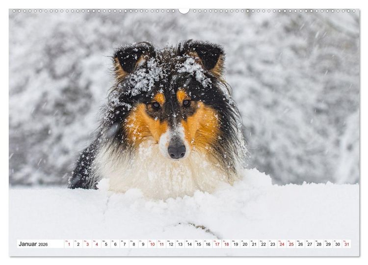 Produktbild: Collies - Eine Liebe f&uuml;r immer und ewig (Wandkalender 2026 DIN A2 quer), CALVENDO Monatskalender