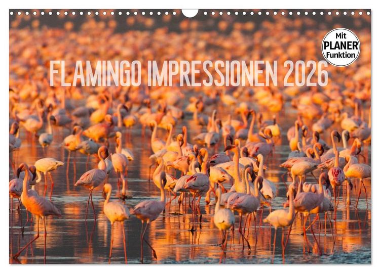 Produktbild: Flamingo Impressionen 2026 (Wandkalender 2026 DIN A3 quer), CALVENDO Monatskalender