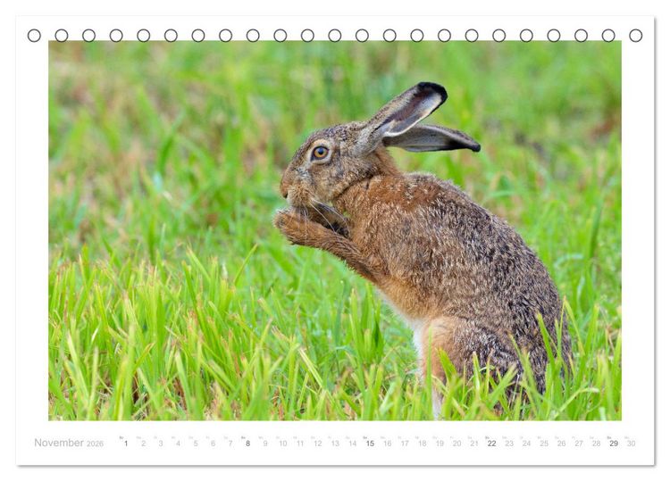 Produktbild: Der Feldhase (Tischkalender 2026 DIN A5 quer), CALVENDO Monatskalender