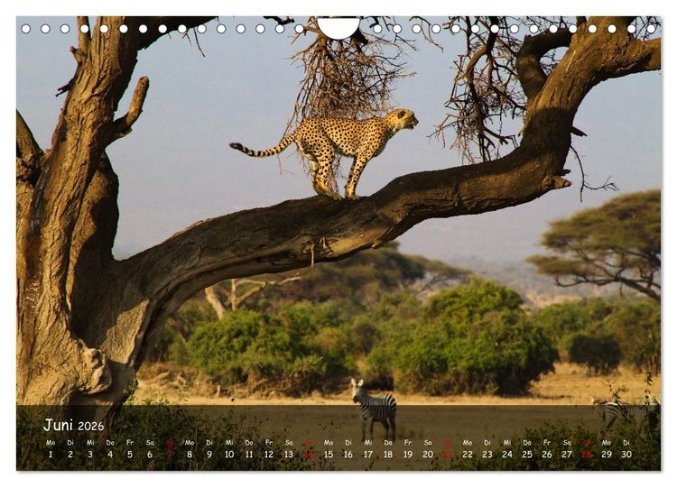 Produktbild: Wildes Ostafrika - Tansania und Kenia hautnah (Wandkalender 2026 DIN A4 quer), CALVENDO Monatskalender